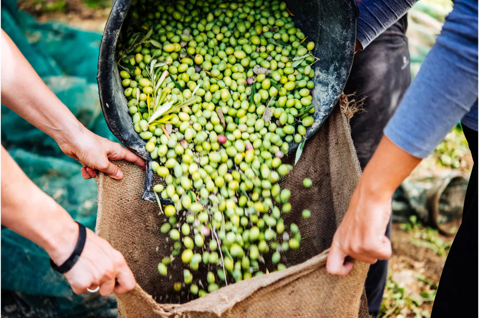 Récolte joyeuse des olives