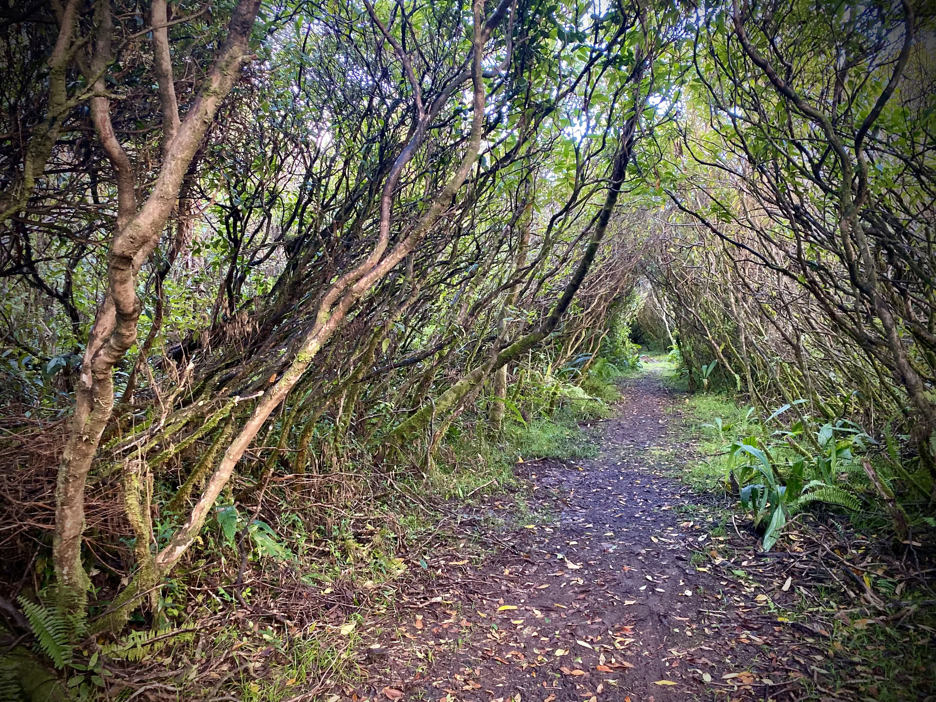 Massage thérapeutique en forêt tropicale