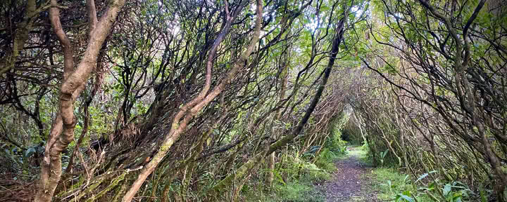 Promenade guidée en forêt tropicale