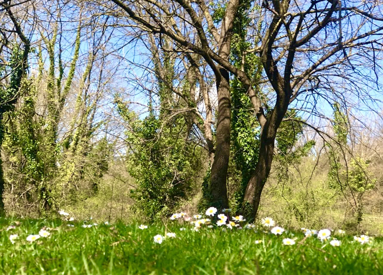 Ancrée dans la nature : une retraite de yoga et de Qi Gong sous les arbres