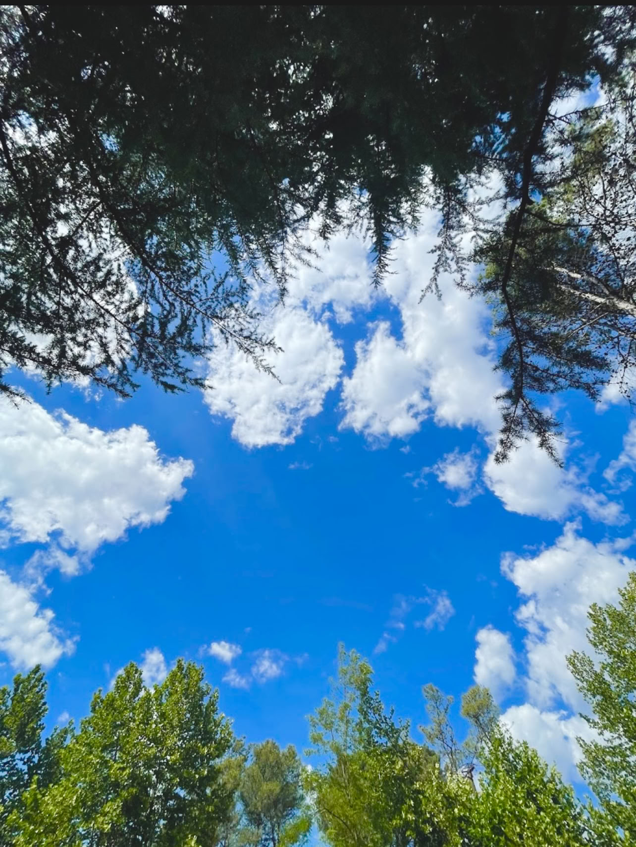 Ancrée dans la nature : une retraite de yoga et de Qi Gong sous les arbres