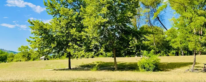 Ancrée dans la nature : une retraite de yoga et de Qi Gong sous les arbres