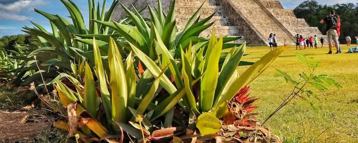 Détox en bord de mer de 7 jours : introduction à l’Ayurveda plus yoga