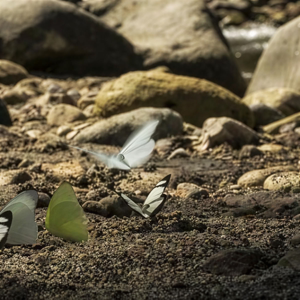 Pleine conscience et yoga dans la nature
