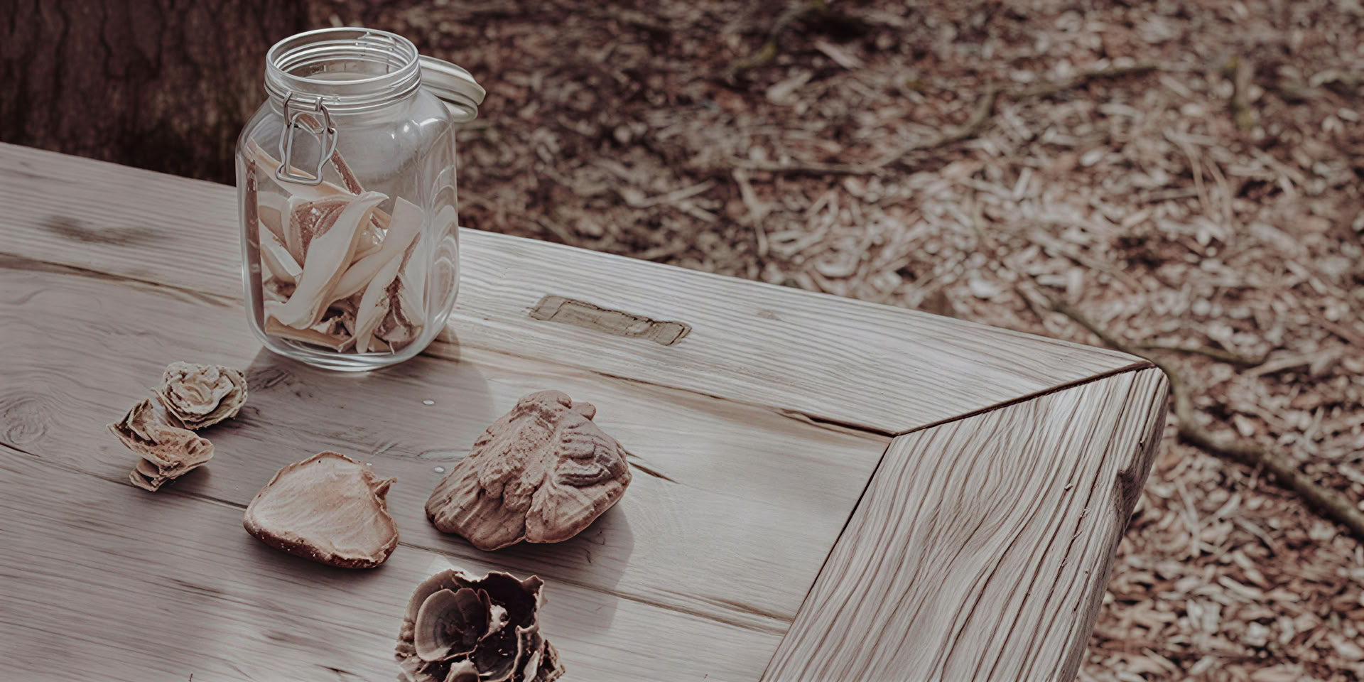 Week-end sauvage – Champignons médicinaux