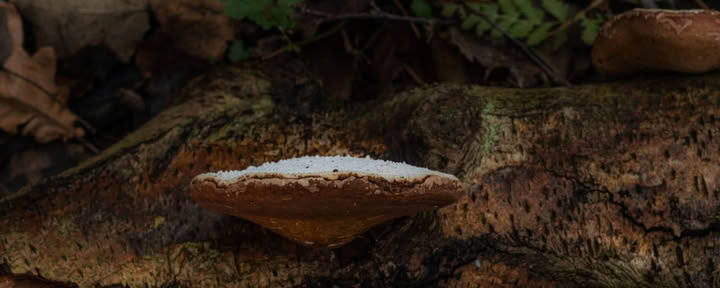Week-end sauvage – Champignons médicinaux