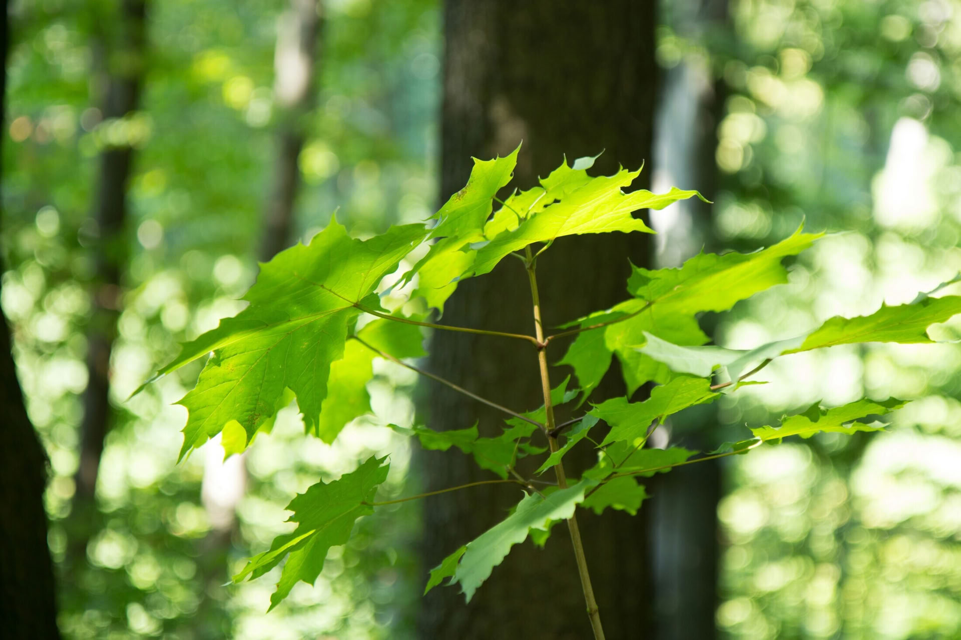 Aventure Bushcraft