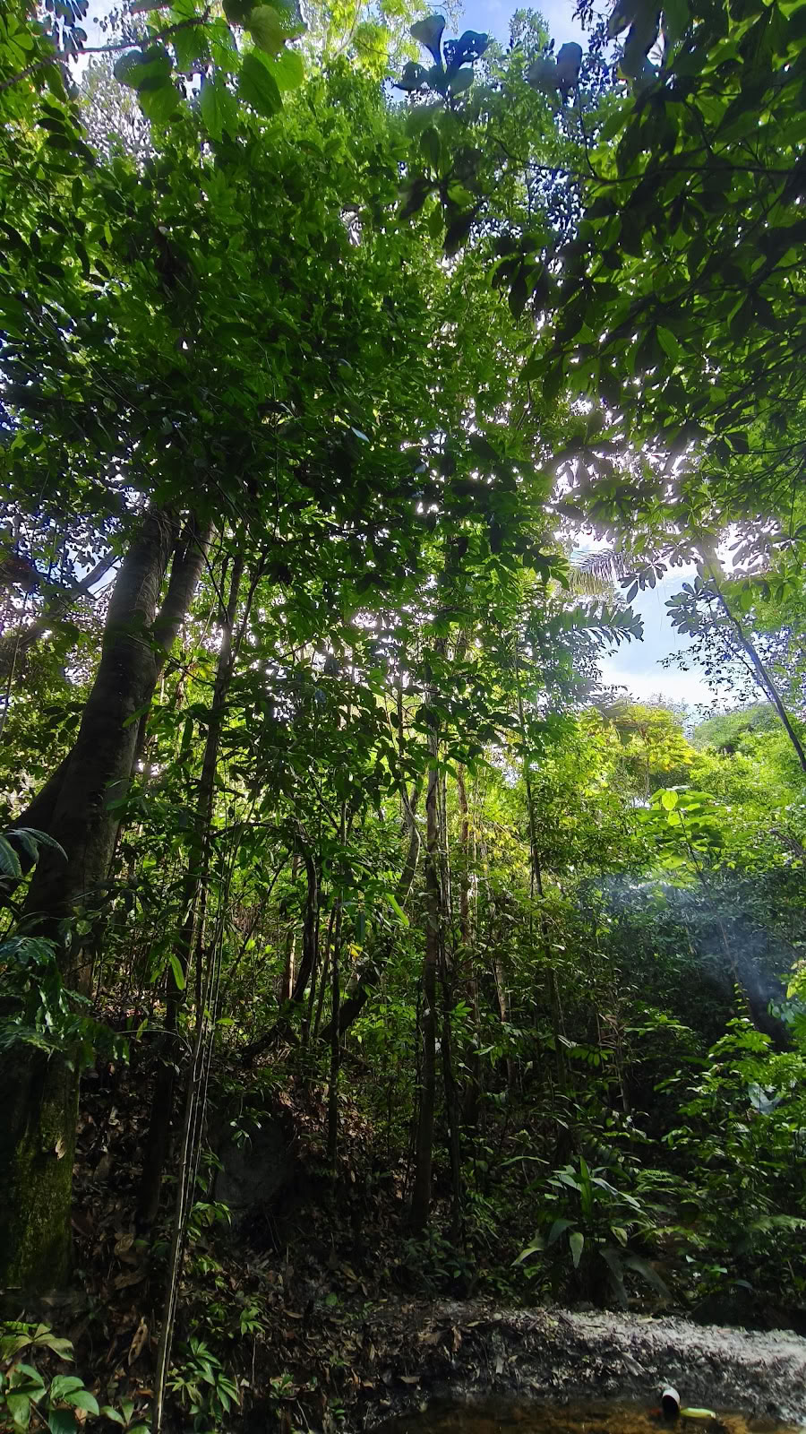 Naturalia centre de retraite | Retraite Ayahuasca au Pérou