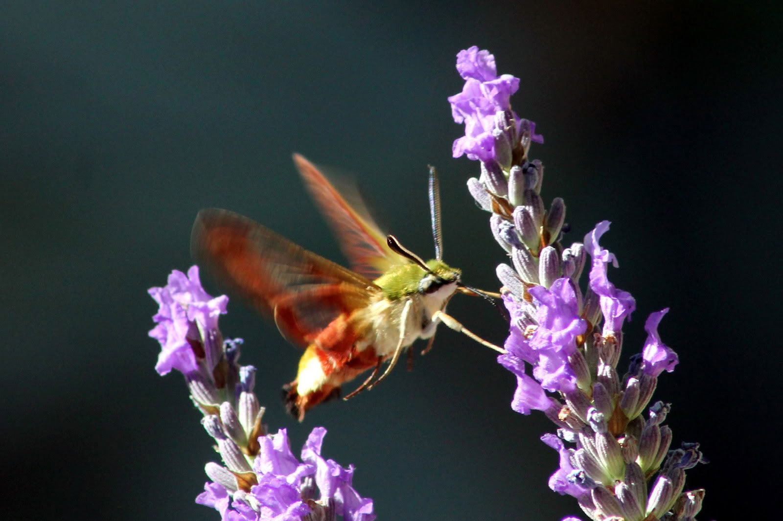 Se reconnecter avec la nature