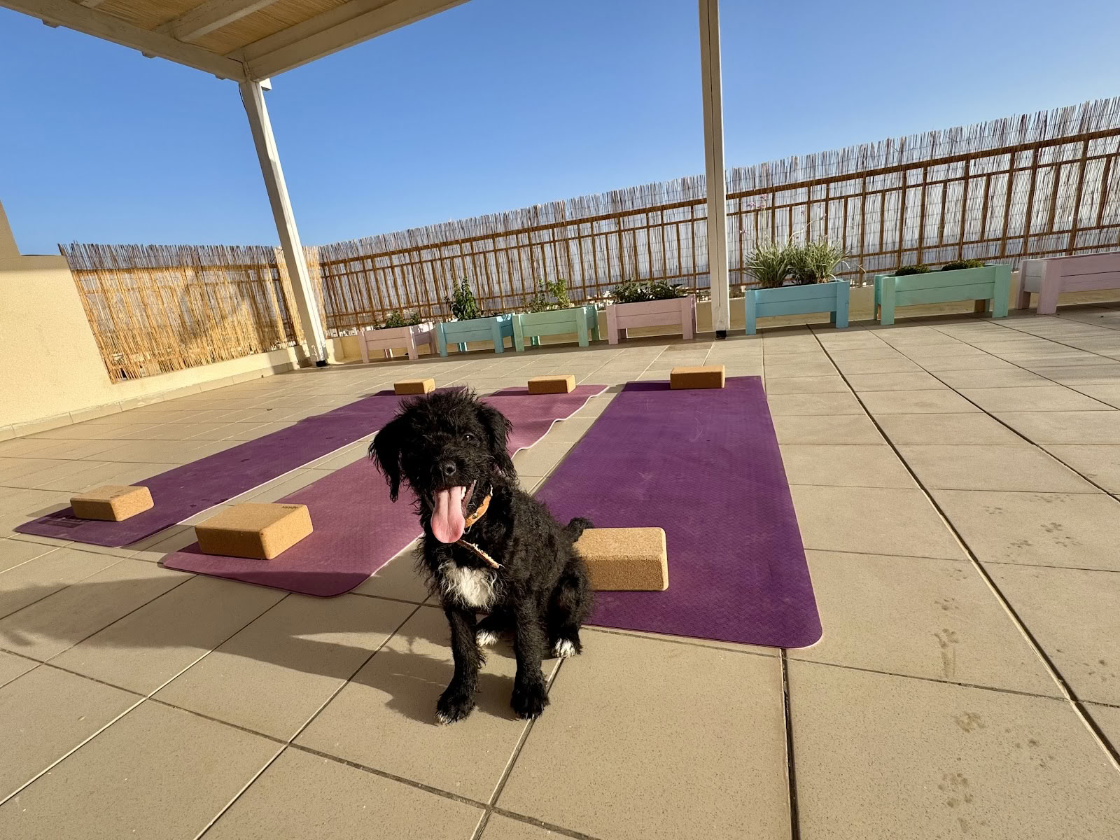 Retraite de yoga avec chiots