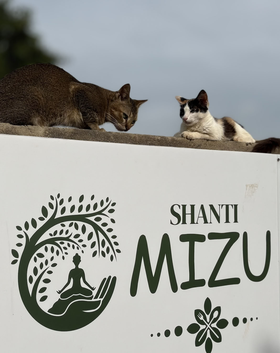 Shanti MIZU | Meilleure retraite de yoga à Arambol, Goa