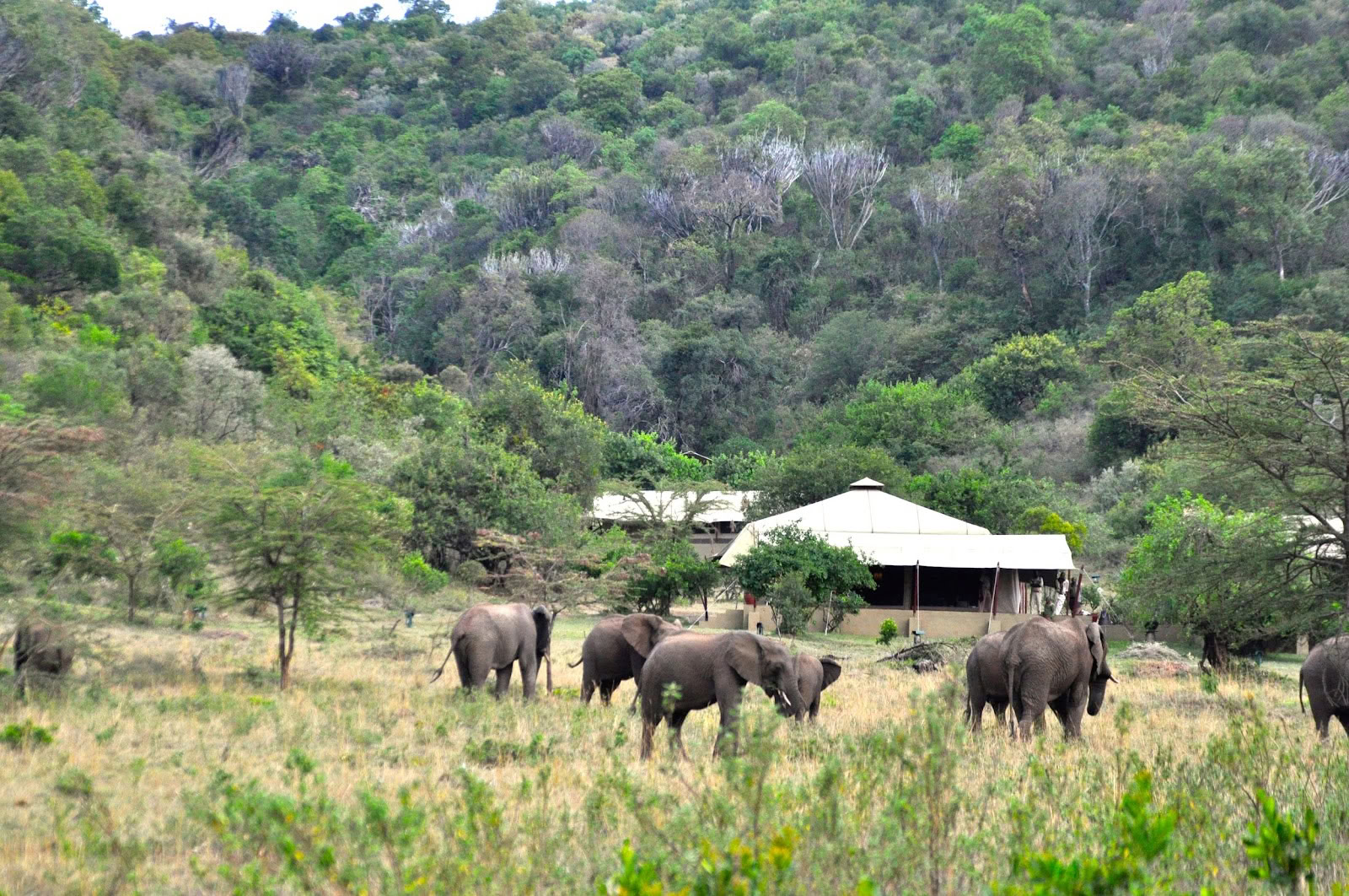 Safari et Yoga