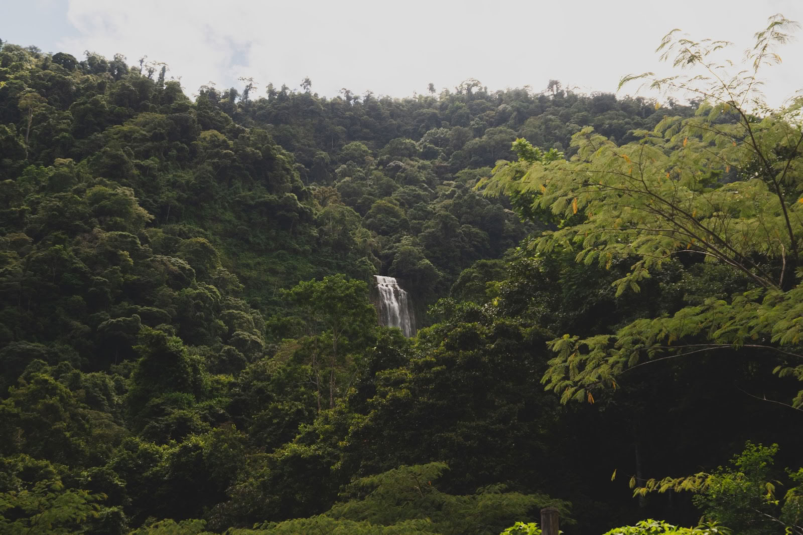 Finca Shambhala Biologique