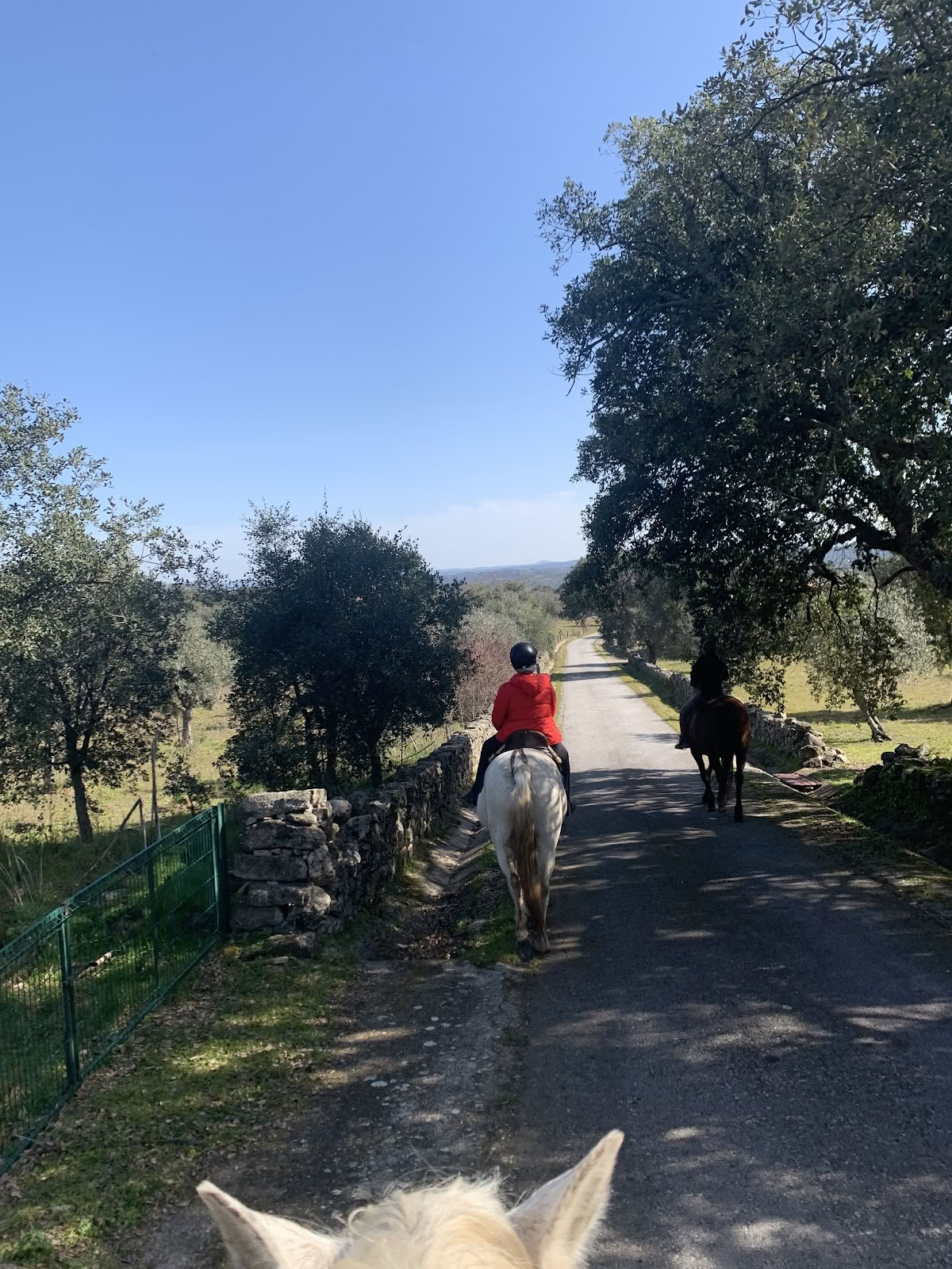 Chevaux de Marvão