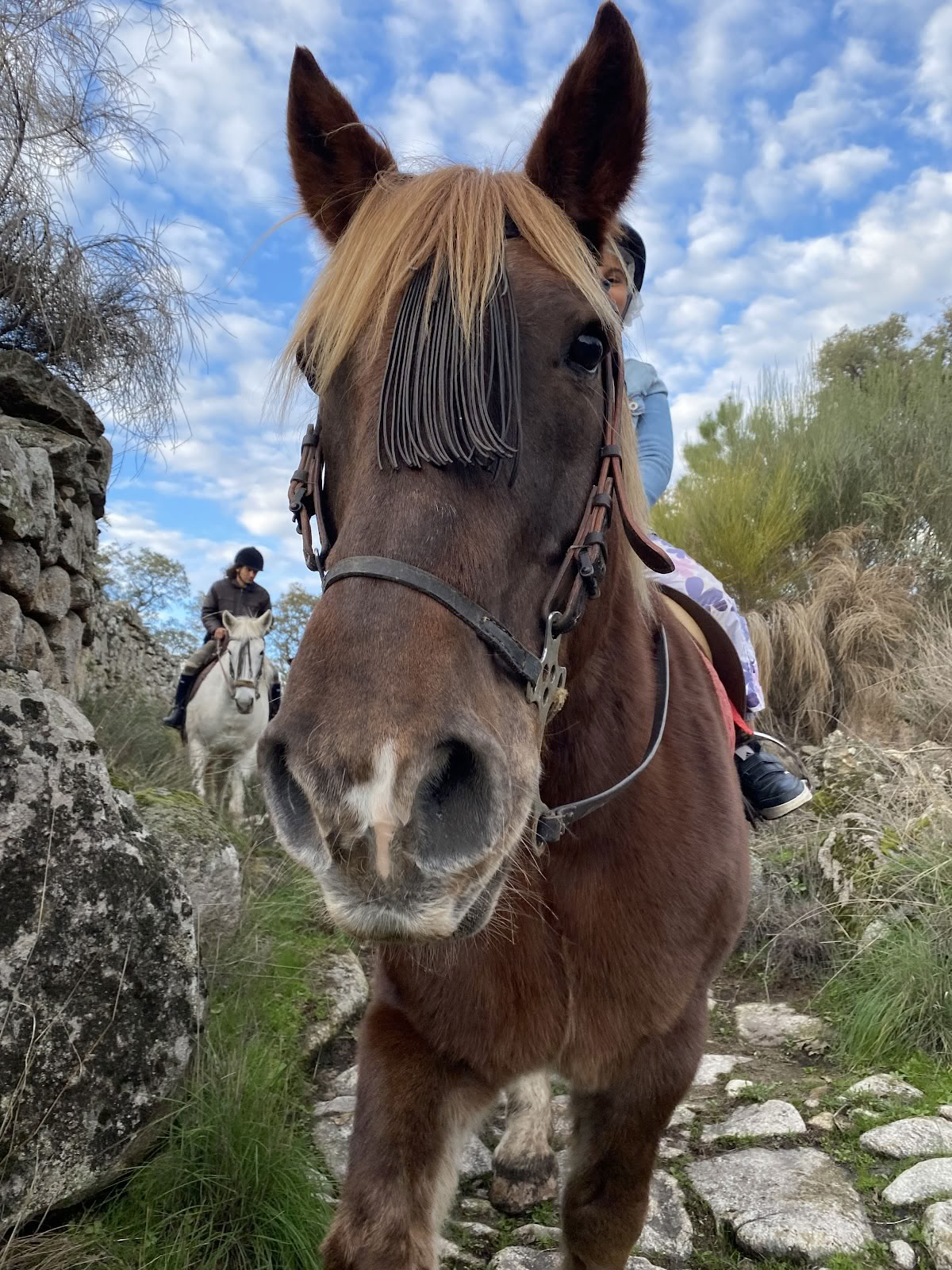 Chevaux de Marvão