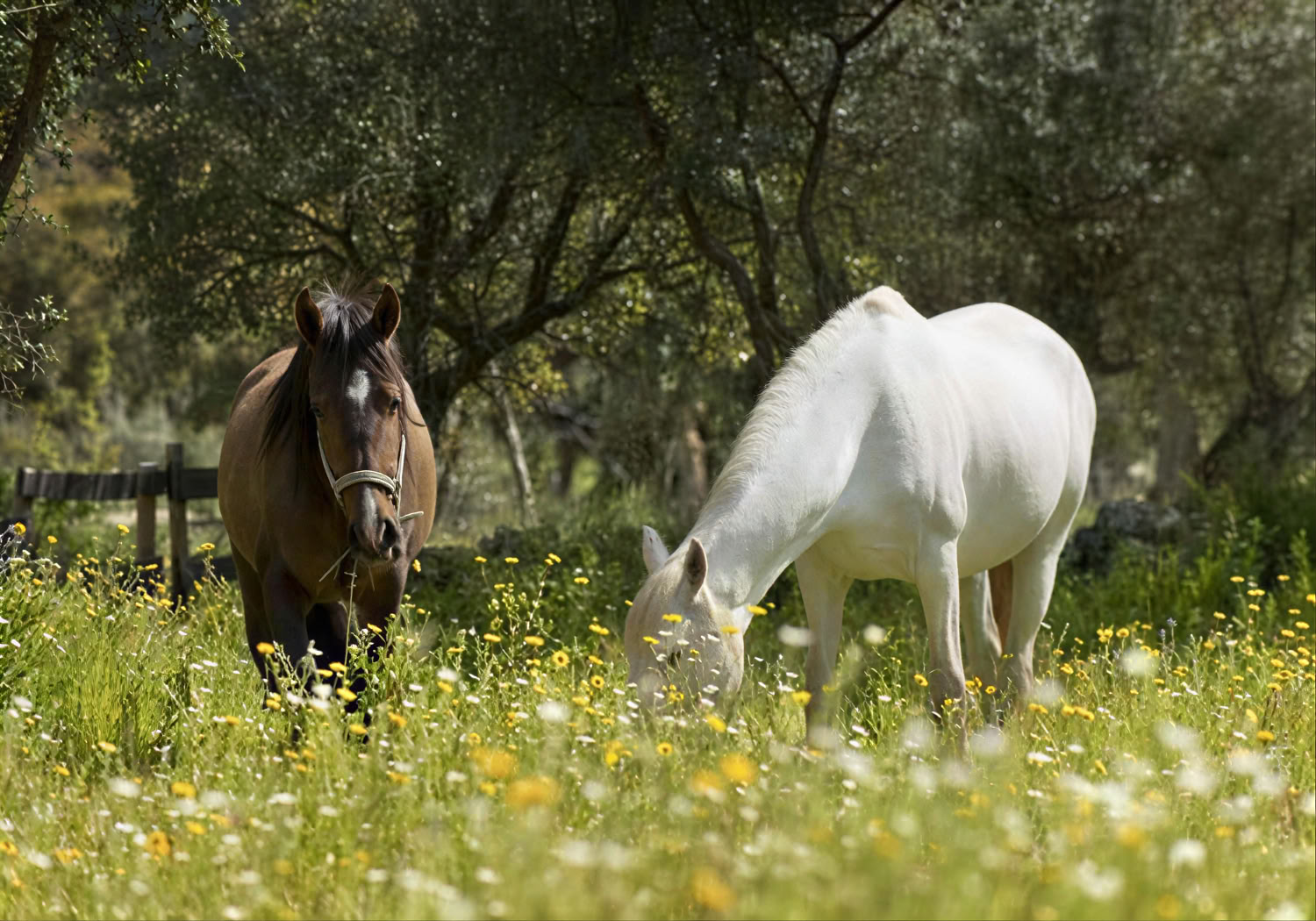 Chevaux de Marvão