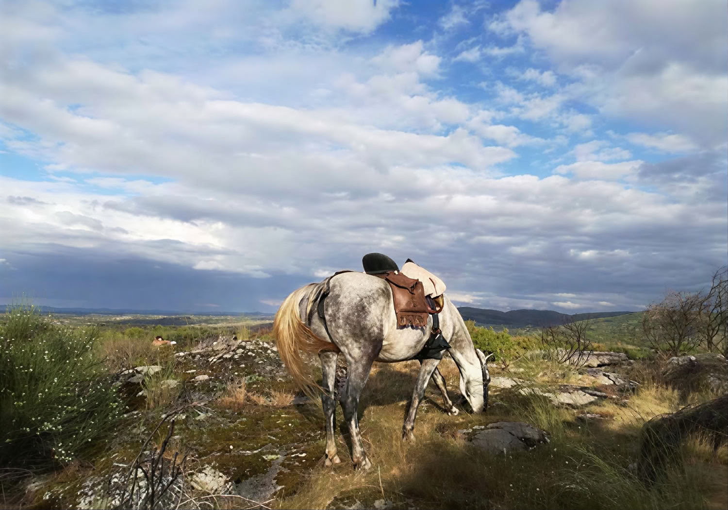 Chevaux de Marvão