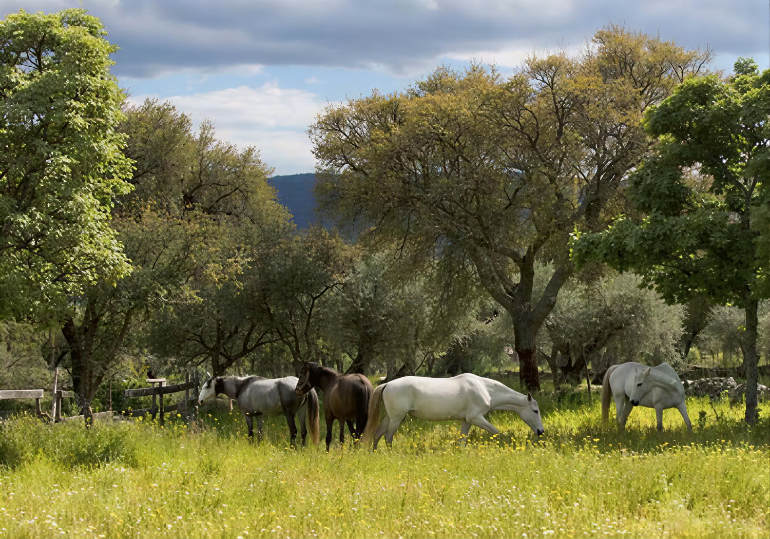 Chevaux de Marvão