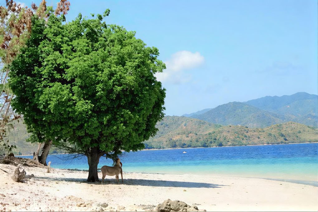 Gili Asahan Écolodge & Restaurant