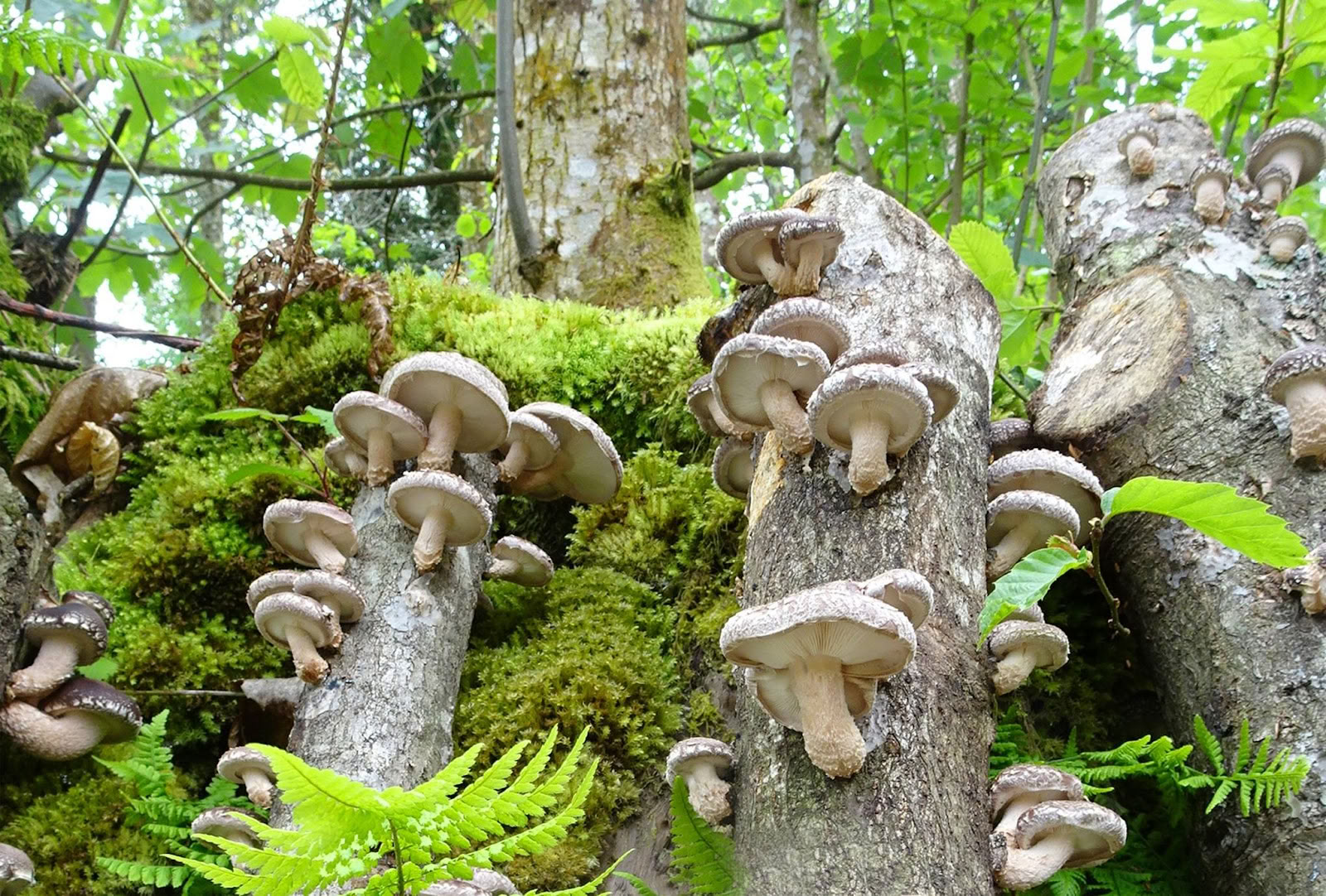 Nature des champignons