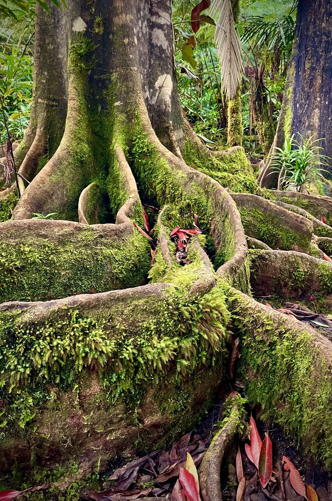 Sanctuaire de la forêt nuageuse de Kona