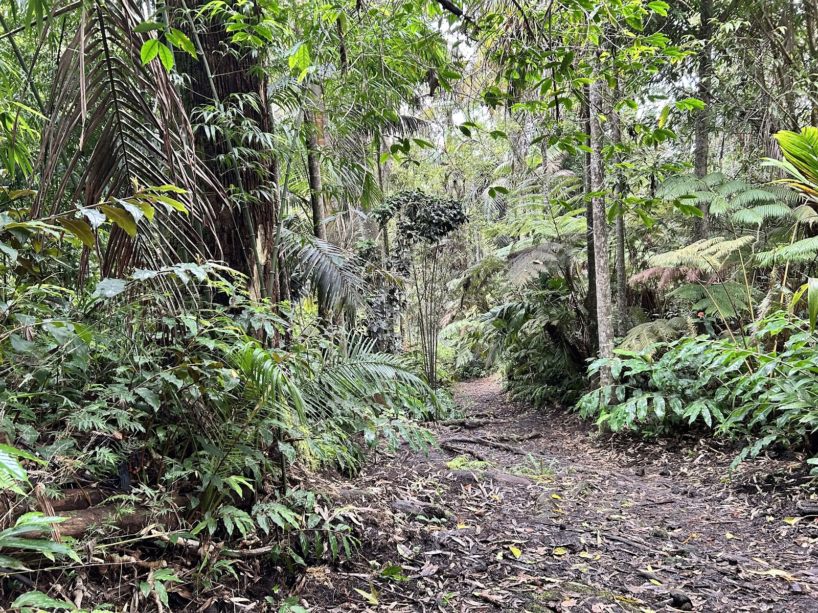 Sanctuaire de la forêt nuageuse de Kona