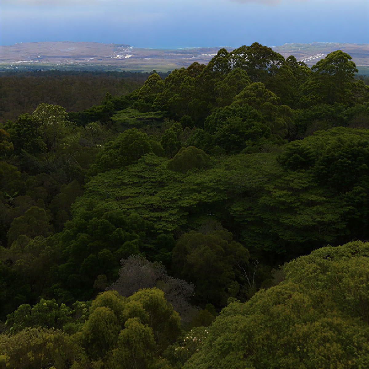 Sanctuaire de la forêt nuageuse de Kona